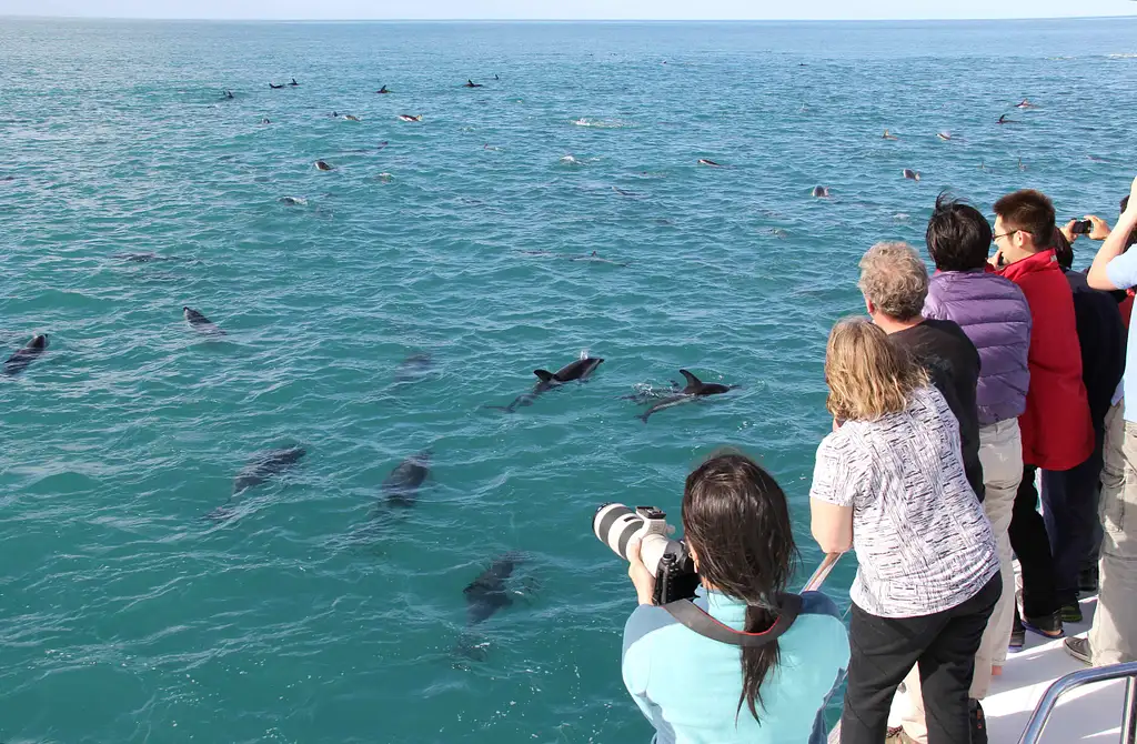 Kaikoura Dolphin Encounter | South Island