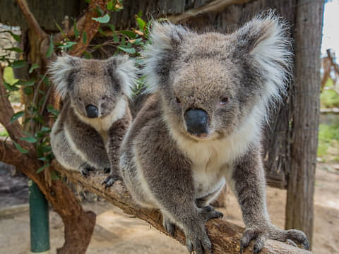 Cleland Wildlife Park Entry