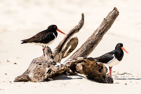 Australian-native-wildlife