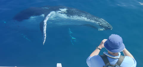 Hervey Bay Whale Watching Cruise Deals