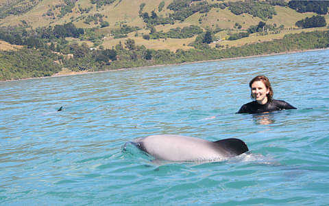 wildlife akaroa dolphin cruises