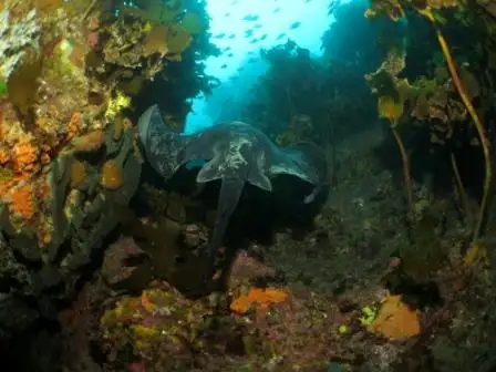 Canterbury Wreck and Reef Dive