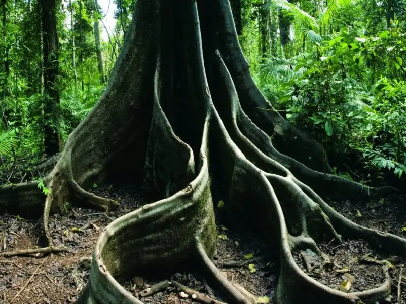 1D 4WD Rainforest & Waterfall Tour Standard with Skyrail or Train Option