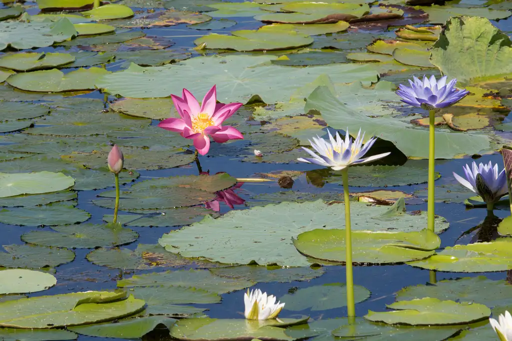 Darwin Wetland Experience