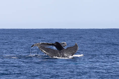 Perth Whale Watching Deal