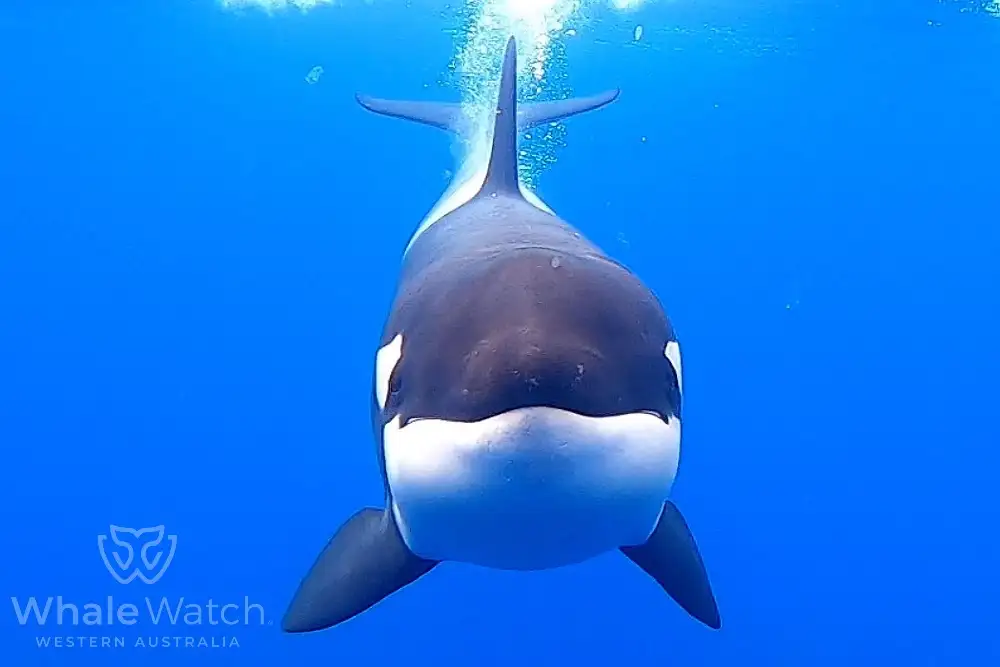 Bremer Bay Orca Experience | Bremer Bay Whale Watching