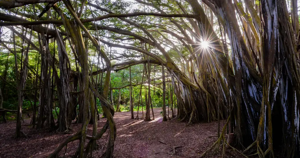 Oahu Island & Sunrise Photo Adventure