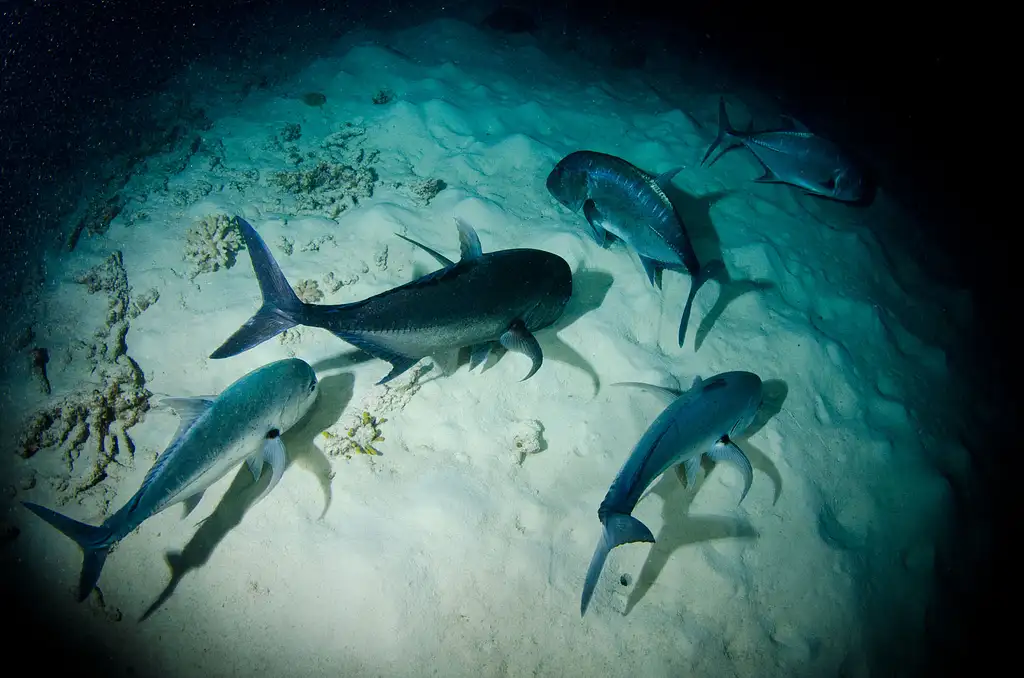 2 Day, 1 Night OceanQuest Liveaboard | Great Barrier Reef