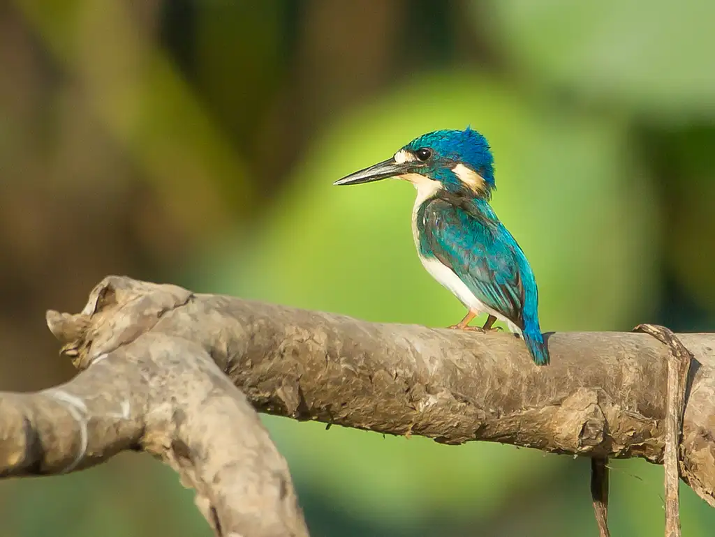Corroboree Billabong | 2 Hour Sunrise Wetland Cruise