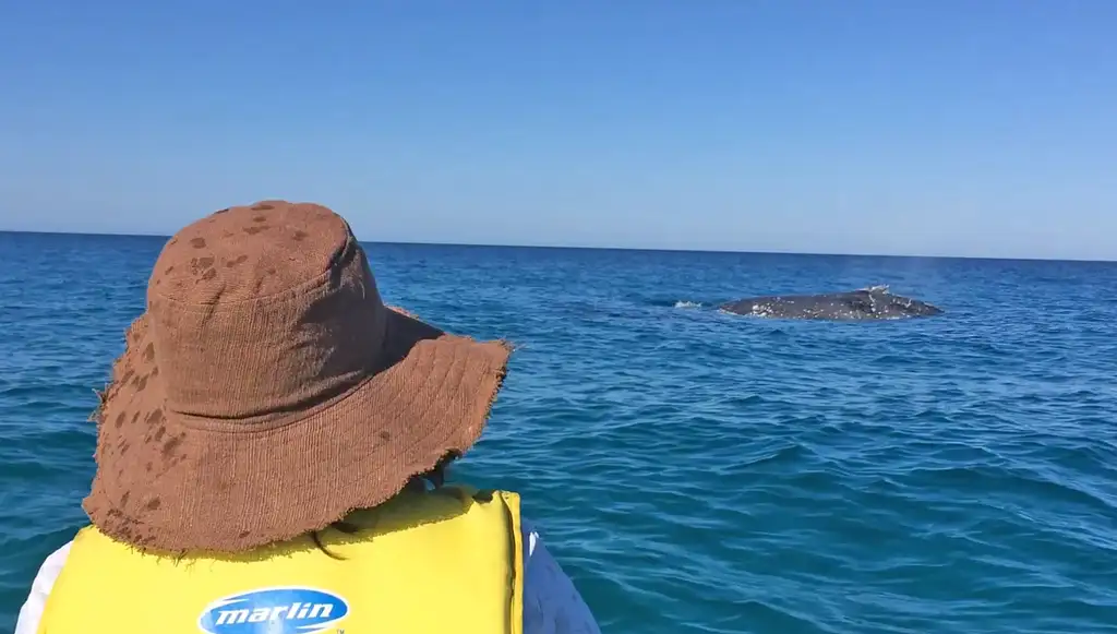 Whale Watching Ocean Kayaking & Beach 4X4 Tour | Noosa