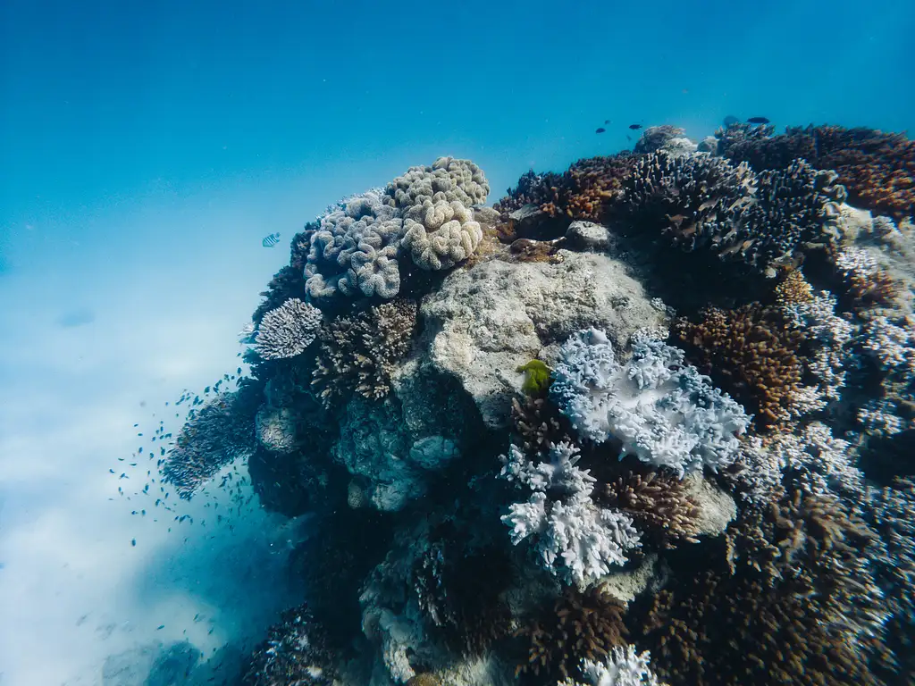 Wild Cat Mackay All-inclusive Snorkel & Islands Day Tour