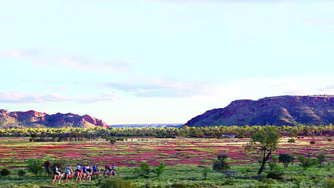 camel tour australia