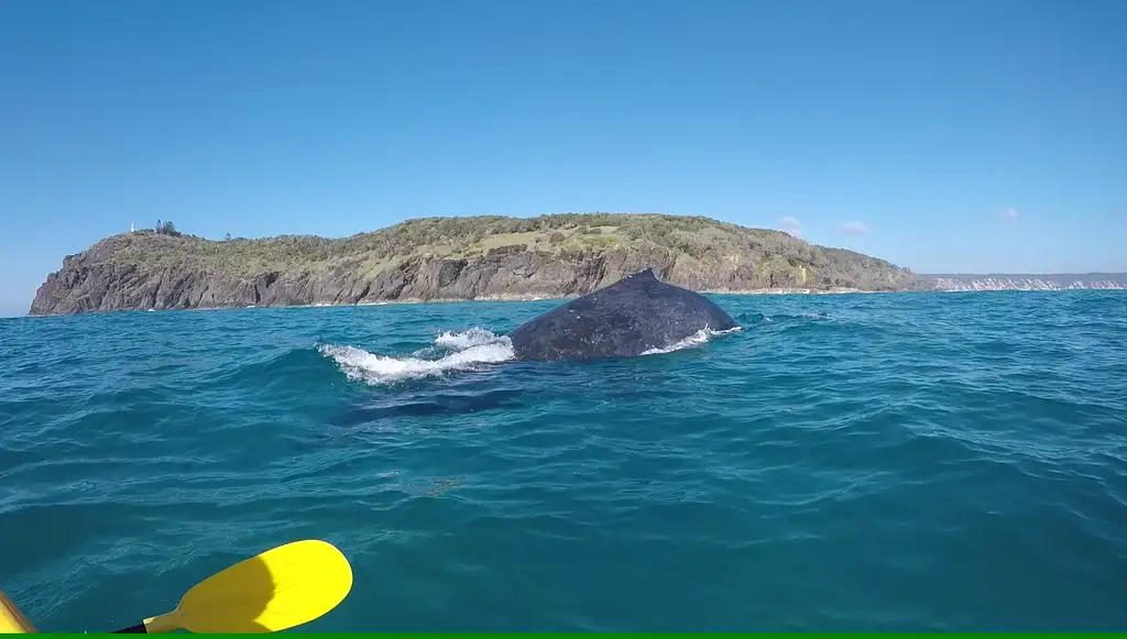 Whale Watching Ocean Kayaking & Beach 4X4 Tour | Noosa