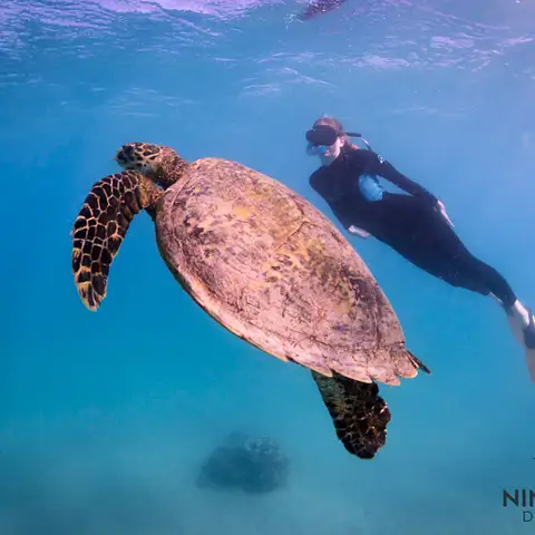 sea-turtle-snorkel-tour-WA