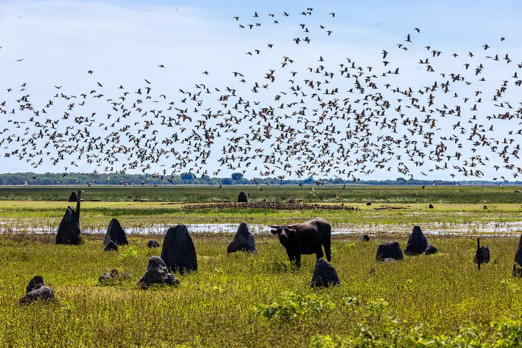 Kakadu National Park & Yellow River Wildlife Cruise