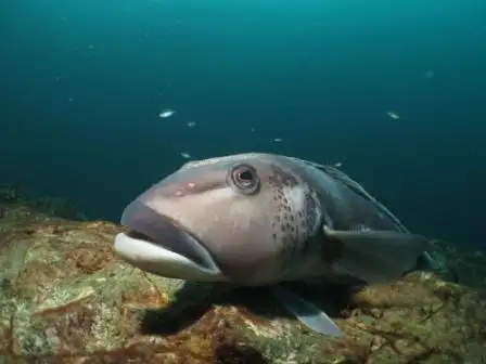 Canterbury Wreck and Reef Dive