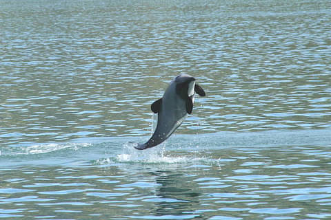 rare akaroa dolphin cruises
