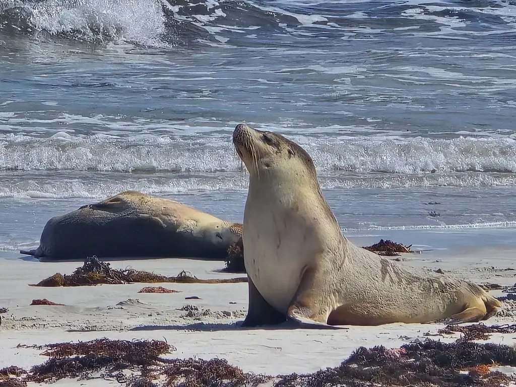 Kangaroo Island 2 Day Wildlife Adventure | Groovy Grape Adventures