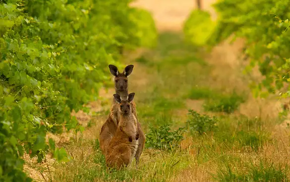 Welcome Back to the Barossa Valley with Charlie Dixon