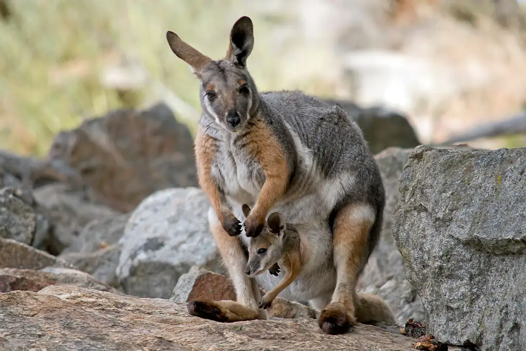 9 Day Eyre Peninsula Adventure | Intrepid Tour