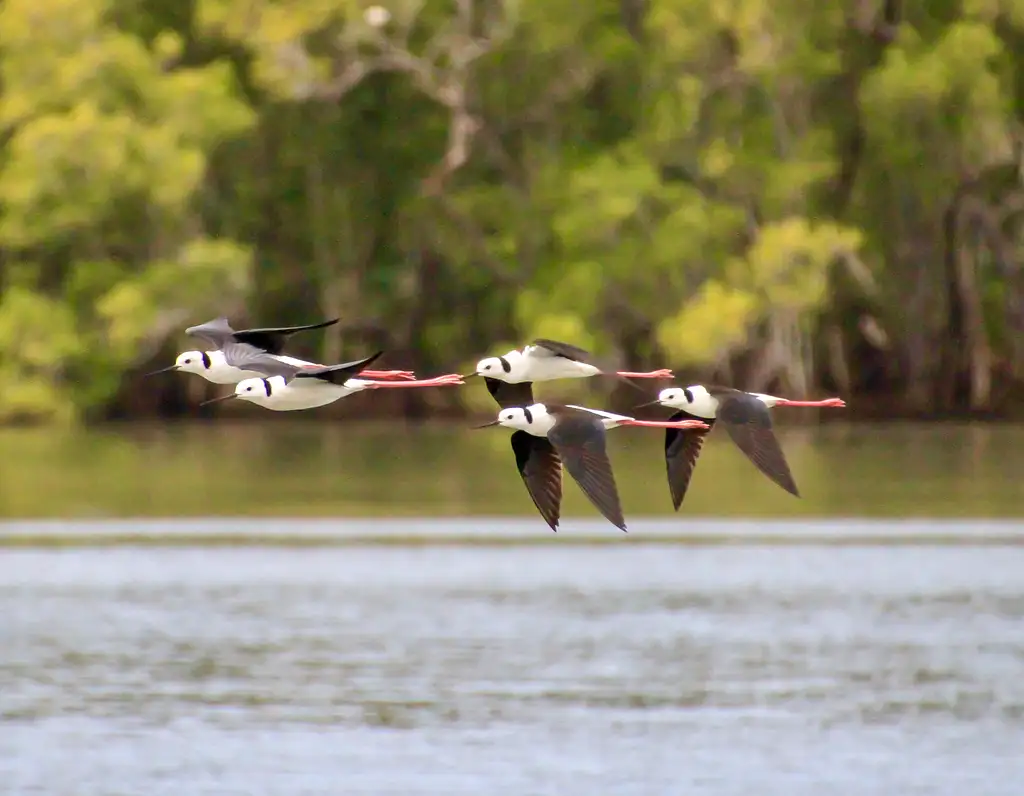 Ballina Scenic Sunset River Cruise