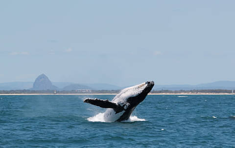 Swim With Whales Sunshine Coast Discount