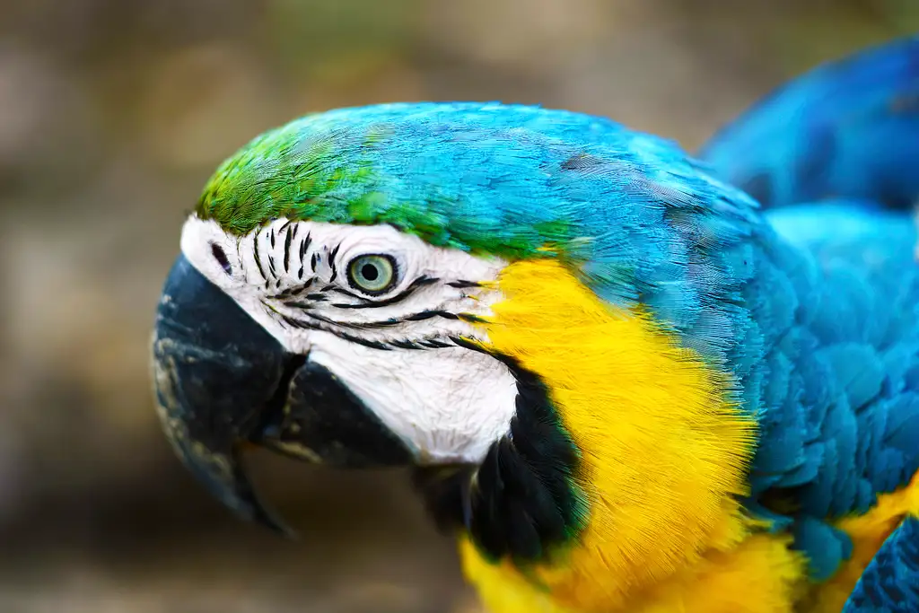 8 Day Jungle Adventure & Amazon Tour - Iquitos, Peru