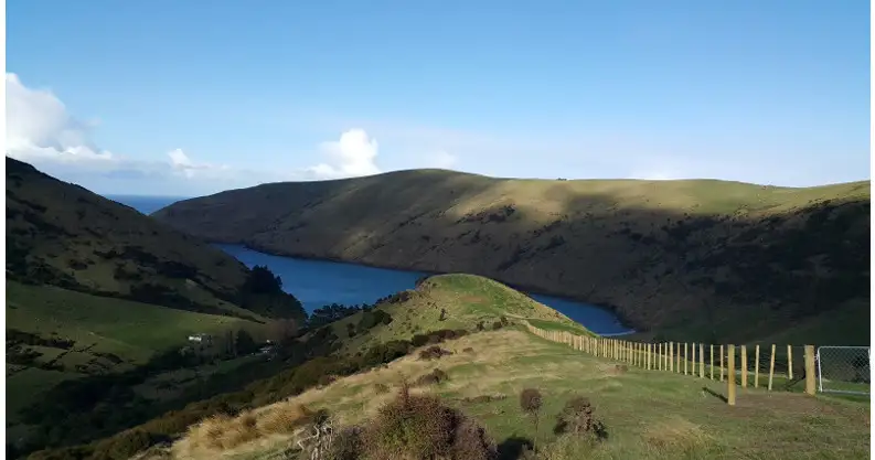 Half-Day Scenic Nature Safari - Akaroa