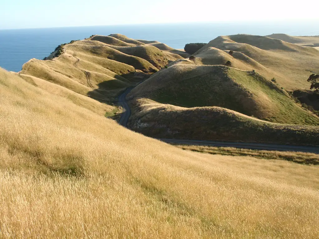 Hawke's Bay Gannet Tour