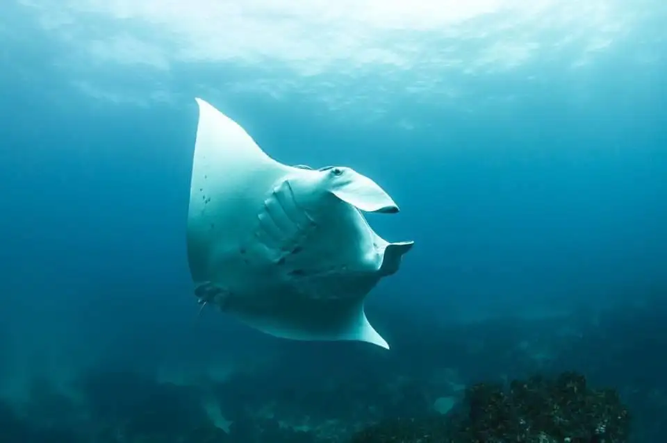 Introductory Dive Course At Julian Rocks
