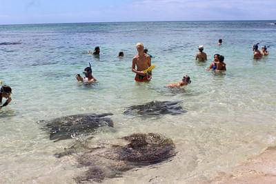 Hawaii Turtle Tour special
