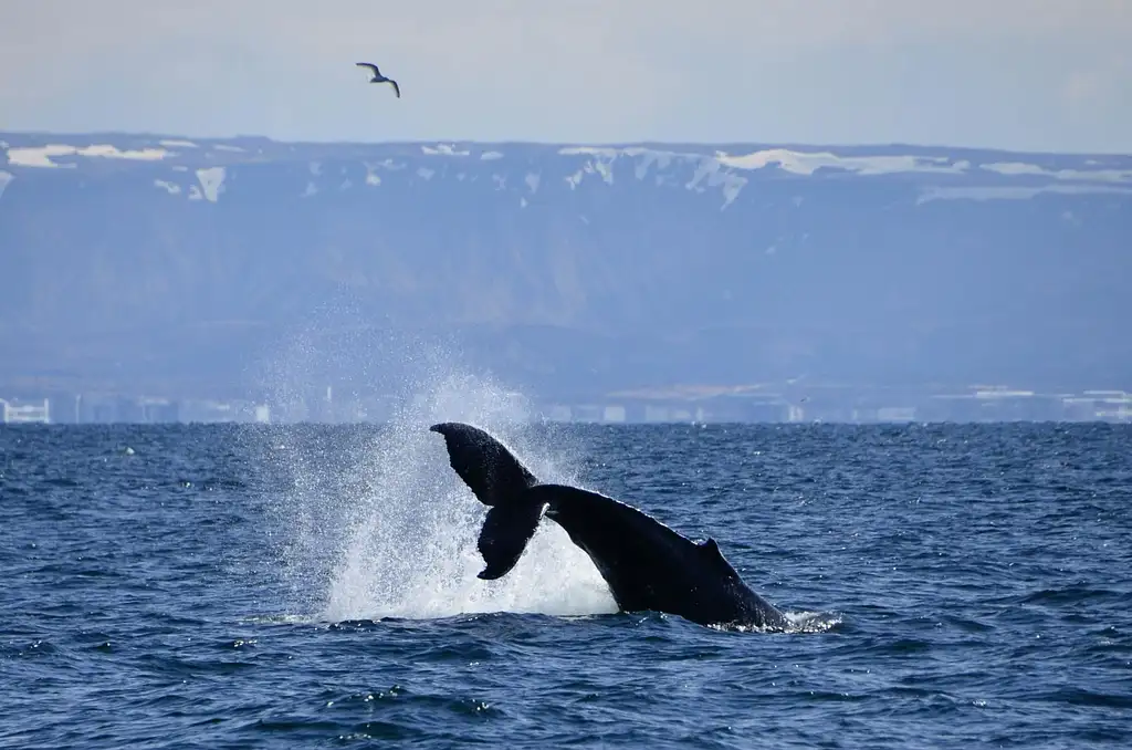 Premium Whale and Puffin Watching Tour in Reykjavik
