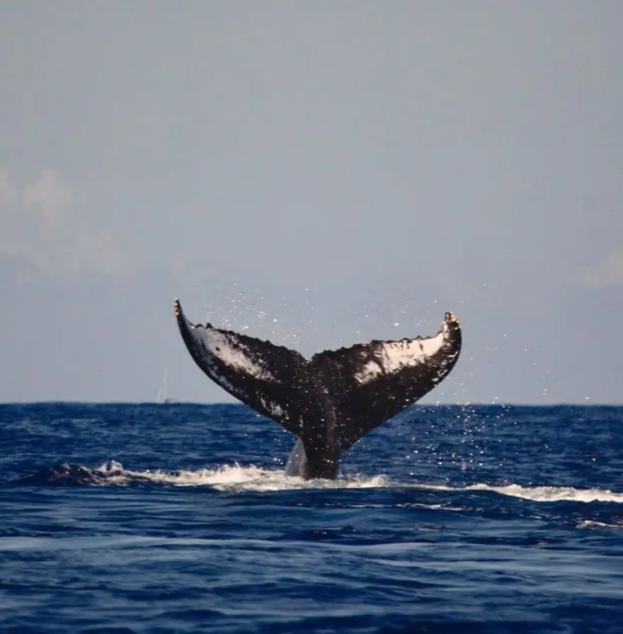Kona Snorkeling – Beat the Crowd Tour